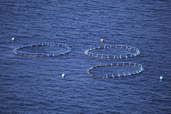 Ventajas del polietileno y polipropileno para piscifactorías 4 Piscifactorías