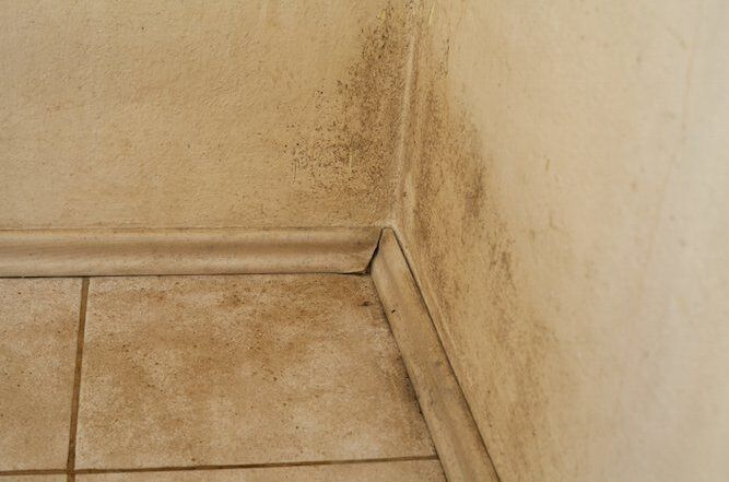 Pared Con Moho 1 1