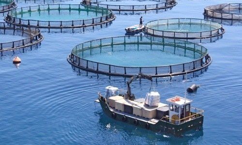 Piscifactoria