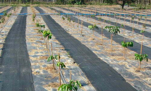 Proteger plantas con polietileno 1